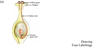 Draw a diagram showing germination of pollen on stigma of a flower and mark on it the following organs/parts